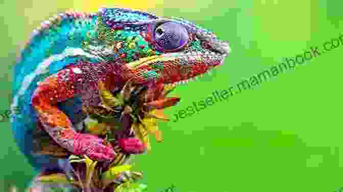 A Chameleon Changing Color To Match Its Surroundings The Lizard And The Chameleon