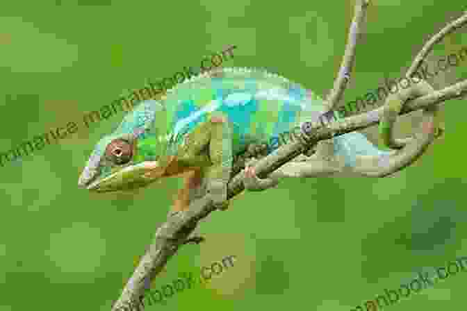 A Chameleon Using Its Prehensile Tail To Grip A Branch The Lizard And The Chameleon