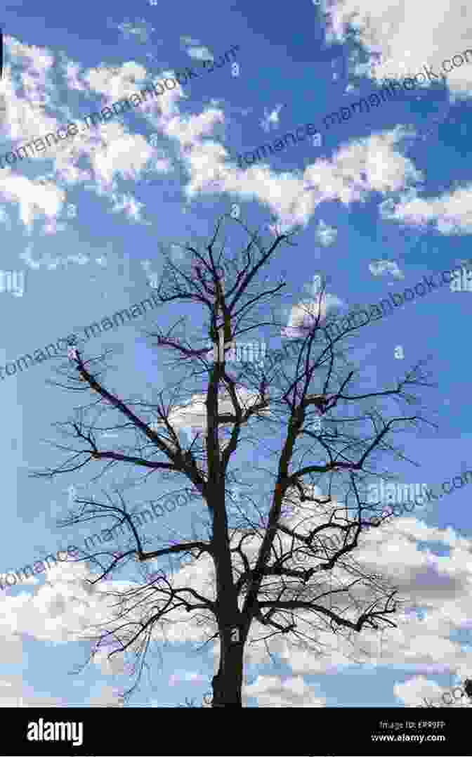 A Person Looks Up At A Tree, Its Branches Reaching Towards The Sky Looking Inward: 50 Haiku For Reflection Introspection
