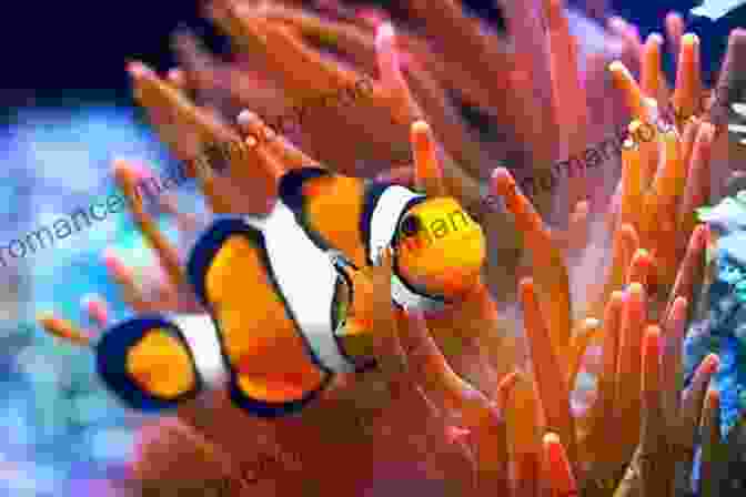 Close Up Of A Clownfish Swimming Among Coral Great Barrier Reef: Travel