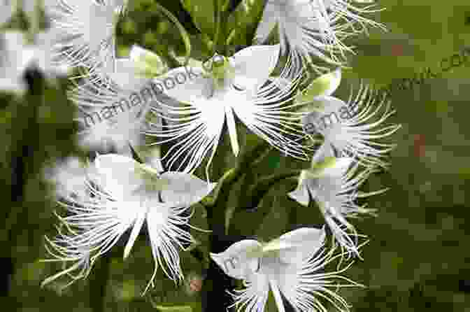 Dancing Lady Orchid (Habenaria Radiata) Orchids Of Malawi Hal Warfield