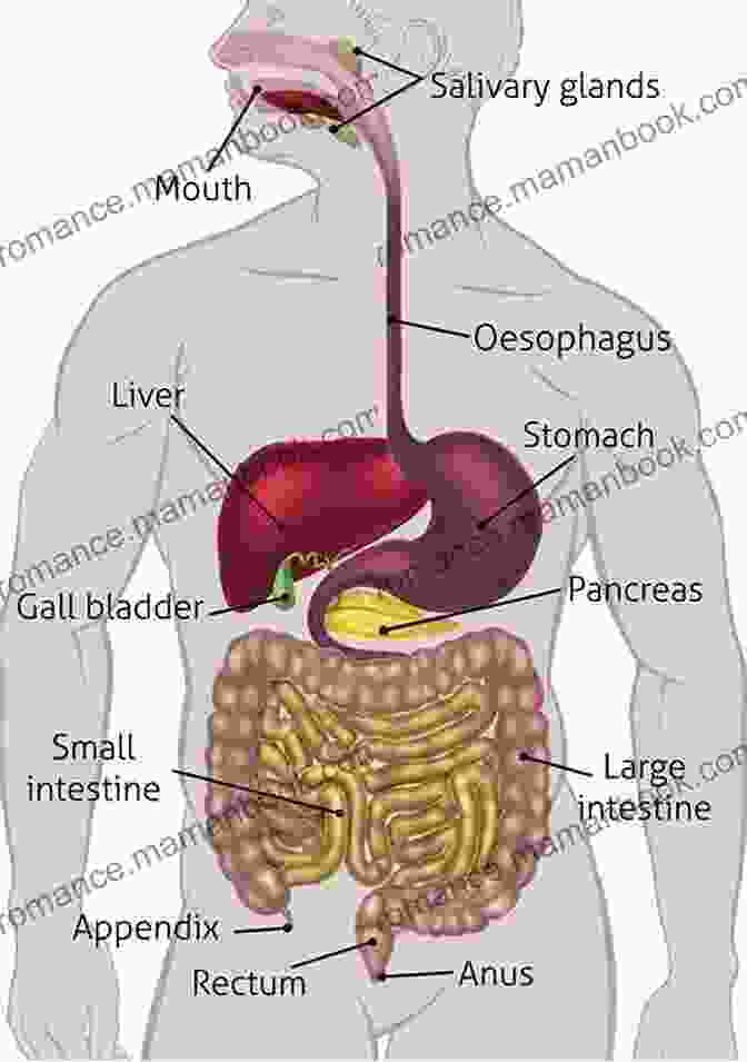 Diagram Of The Digestive System How Technology Works: The Facts Visually Explained (How Things Work)