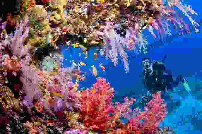 Scuba Diving In The Caribbean Reveals Vibrant Coral Reefs And Diverse Marine Life Caribbean Adventure 5 7: A Jesse McDermitt Bundle